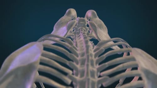 3D Animation of Human Spine and Rib Cage for Medical Concepts