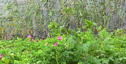 Dog-Rose dans le vent sur l'eau