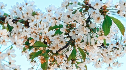 Cherry Tree Blossom at Spring