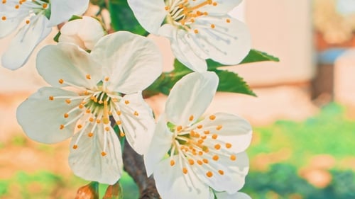 Weiße Blüten der Kirschblüten