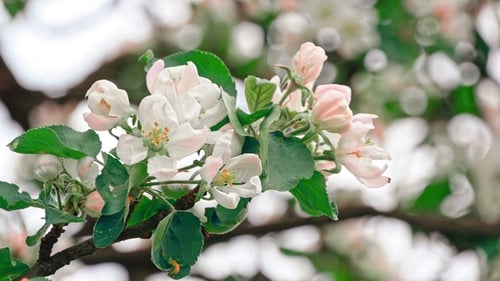 Apple Trees Flowers. the Seed-bearing Part of a Plant
