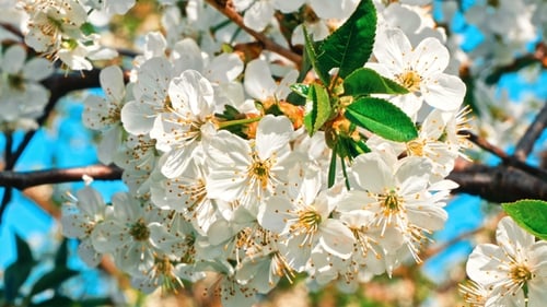 White Blossoms Blooming on a Spring Day