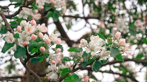 Apple Trees Flowers