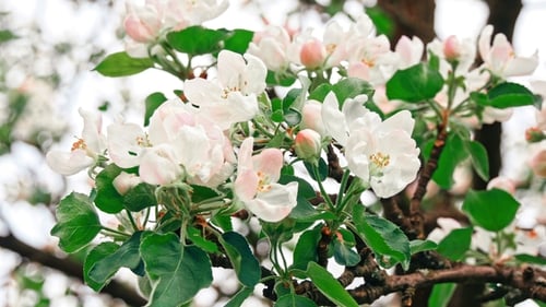 Apple Trees Flowers. the Seed-bearing Part of a Plant