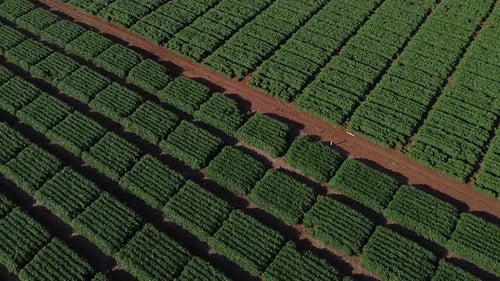 Experimental Soybeans Field Drone