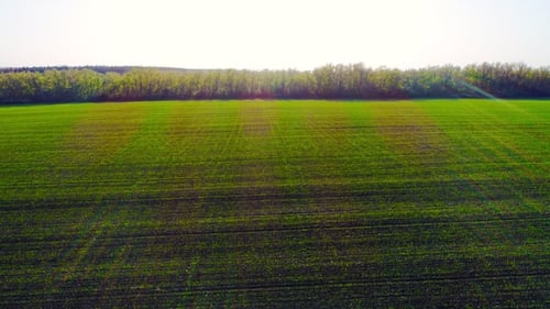 Flight Over a Field with Green Grass