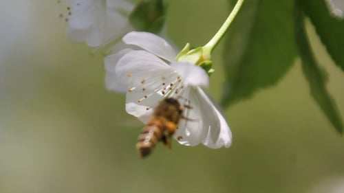 Bee Collects Nectar from White Blossoming Tree Flower and Flies Away