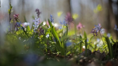 First Blooming Flowers in a Spring Wild Forest. Fresh Grass and Flowers in Spring