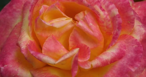 Detail von frischen Zierrosen.