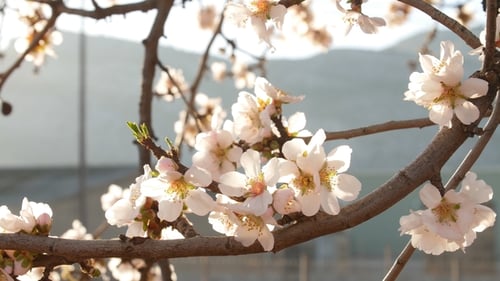 Blooming White Flowers on Tree Branch in Spring