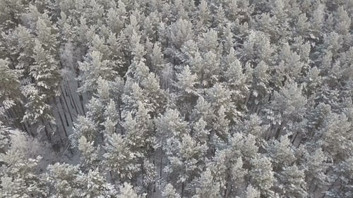 Aerial Footage of the Pine Forest in Winter