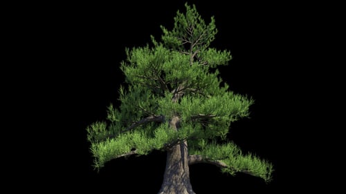 4K Japanese Pine Tree Growing Timelapse