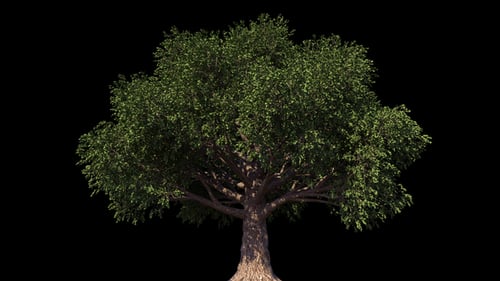 Realistic Tree Growing and Blooming Animation