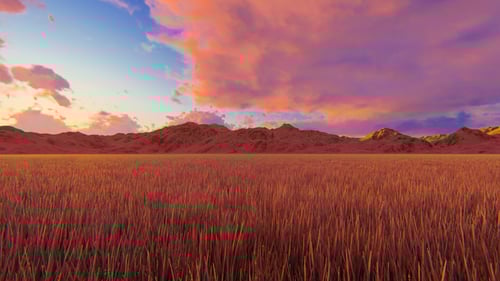 The Field Of Grass At Sunset