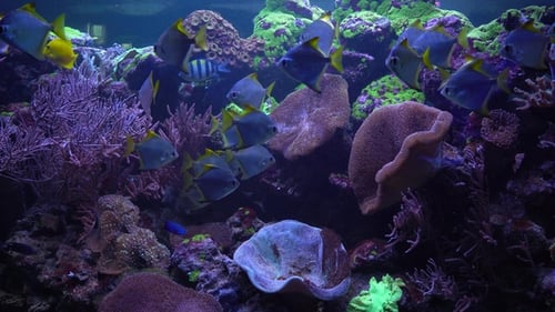 Poissons brillants nageant dans l'aquarium