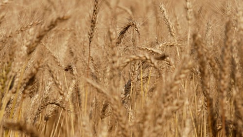 Barley
