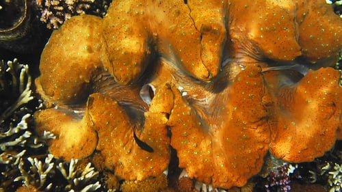La palourde géante colorée Tridacna Gigas pousse dans les eaux peu profondes de l'océan de Raja Ampat, en Indonésie