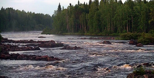 Rough River Flows Through The Forest