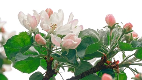 Apple Tree Flowers