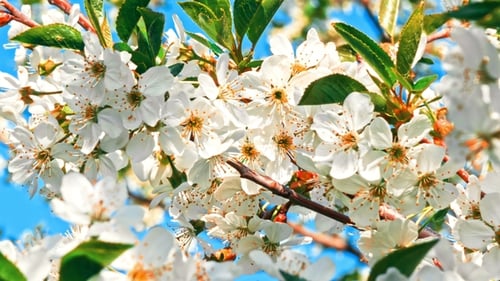 Cherry Tree Blossom at Spring
