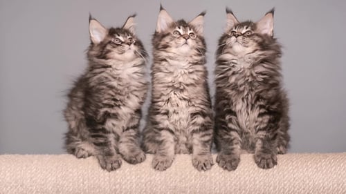 Maine Coon Kitten