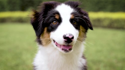Close Up of Adorable Australian Shepherd Puppy