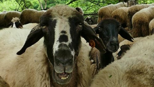 Sheep 14