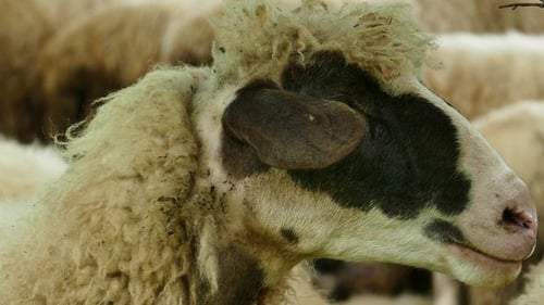 Close Up of a Sheep's Head in Pasture
