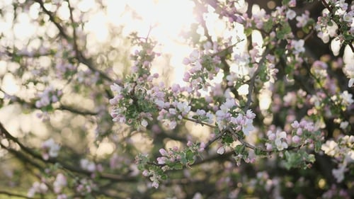 Flowering Branches of Apple Tree