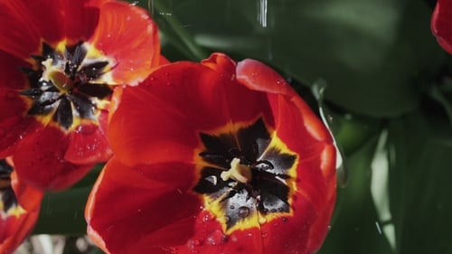 Watering Red Tulips in the Garden
