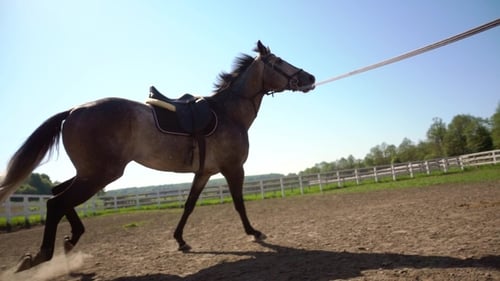 Training of the Horse Running in a Small Circle