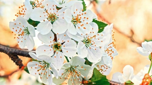 Delicate White Blossoms in Springtime
