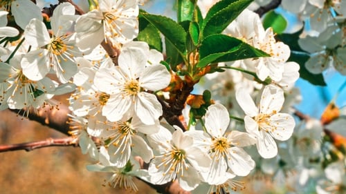 Cherry Tree Blossom at Spring