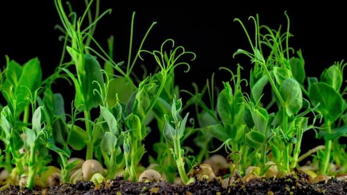 Seeds Sprout and Grow in Time Lapse