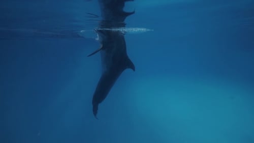Piscina flotante submarina para nadar con delfines