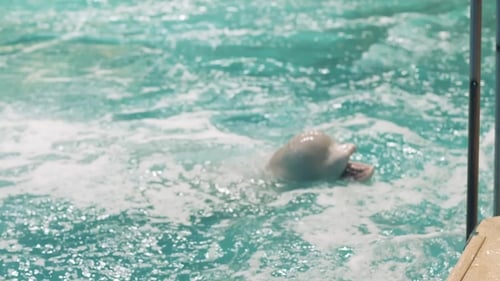 Beluga Eating Fresh Fish During Feeding in Swimming Pool in Dolphinarium