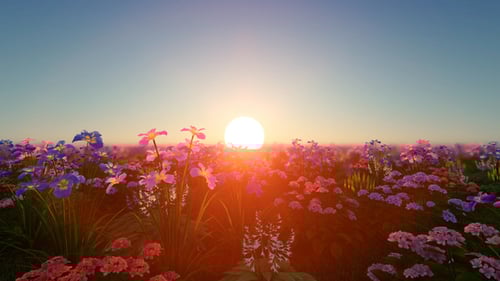Vibrant Flower Field at Sunset with Dolly Movement