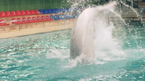 Beluga Whale Jumping and Diving in Swimming Pool on Performance in Dolphinarium