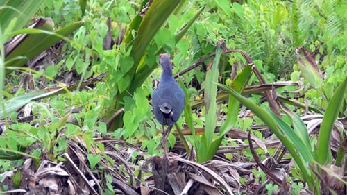 Purple Swamphen Bird (Porphyrio Porphyrio) in Water Lily Leaves at Thale Noi Waterfowl Reserve Lake