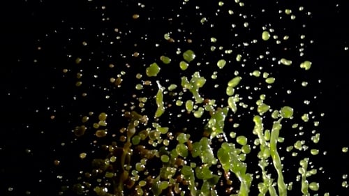 Excitement of the Water Throws Jets of Colored Drops Up. Black Background.