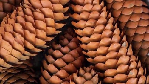 A Lot of Beautiful Cone Closeup in Autumn Spinning Outdoors and Smell October.