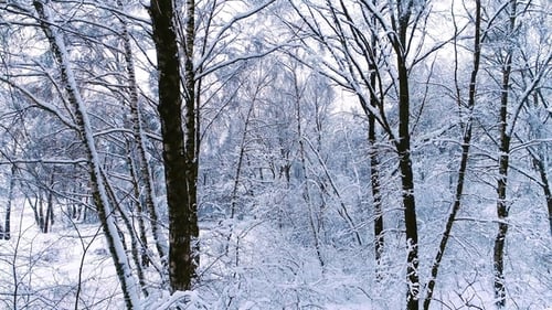 Snowy Branches in Forest. Winter Fairy Background