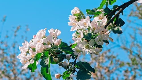 Apple Trees Flowers. the Seed-bearing Part of a Plant