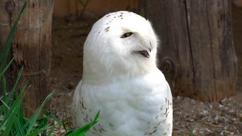 Arctic Owl