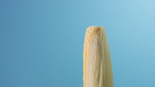 Corn on the Cob with Husk Against Blue