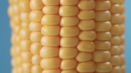Vibrant Close-Up of Delicious Cooked Corncob