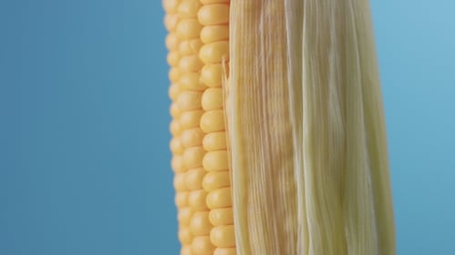 Close Up of Corn on the Cob