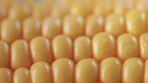 Close Up of Yellow Corn Kernels