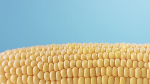 Close-up of Corn on the Cob