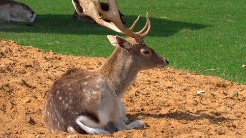 Deer